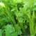 山东芹菜