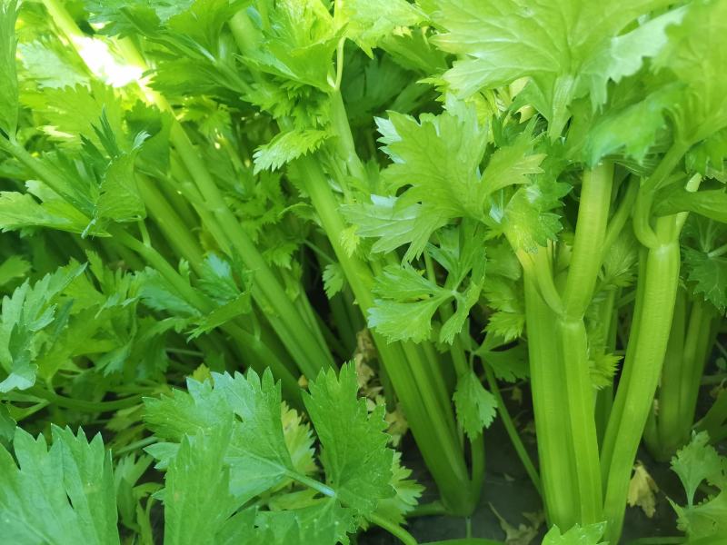 山东芹菜