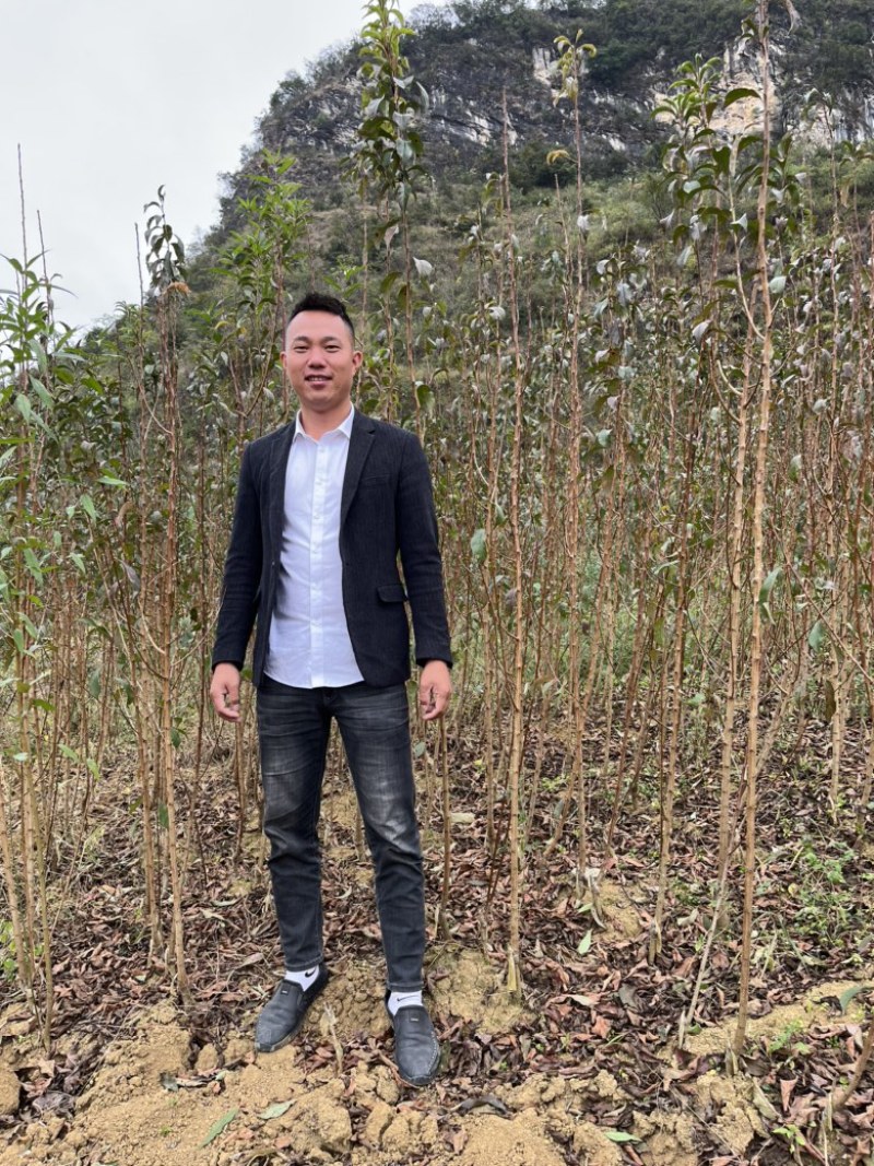 贵州镇宁六马正宗蜂糖李子苗一代嫁接苗原生苗
