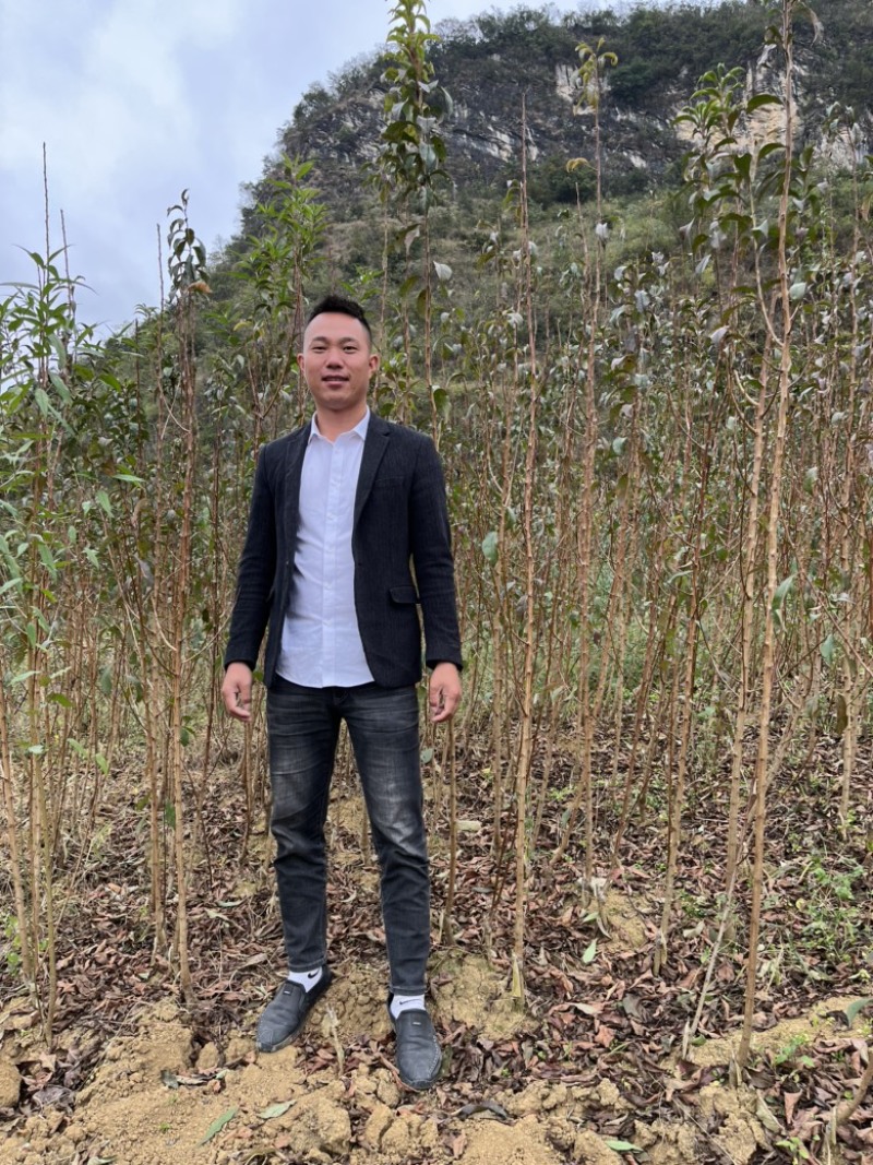 贵州安顺六马正宗蜂糖李子苗嫁接苗果树苗批发