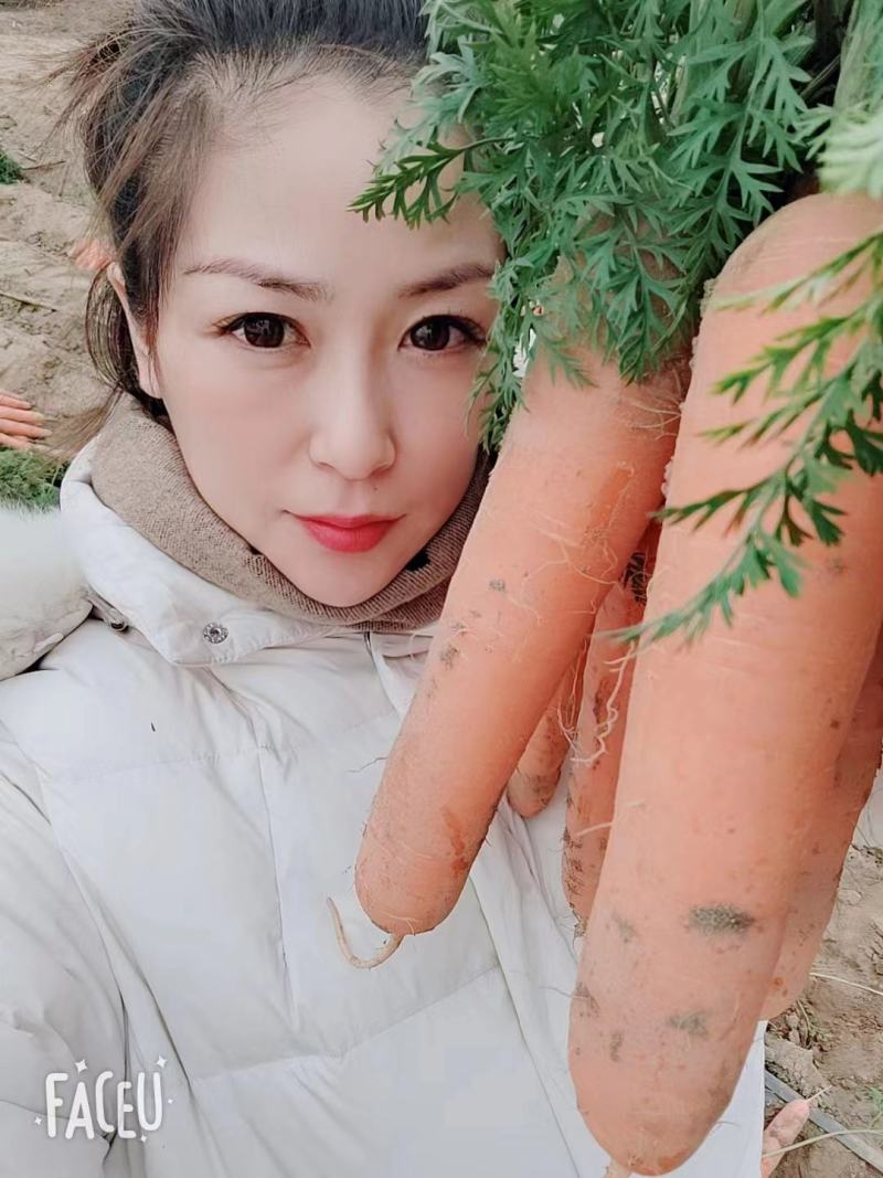 开封沙地胡萝卜可带土可水洗，货源充足，实力代办，全国发货