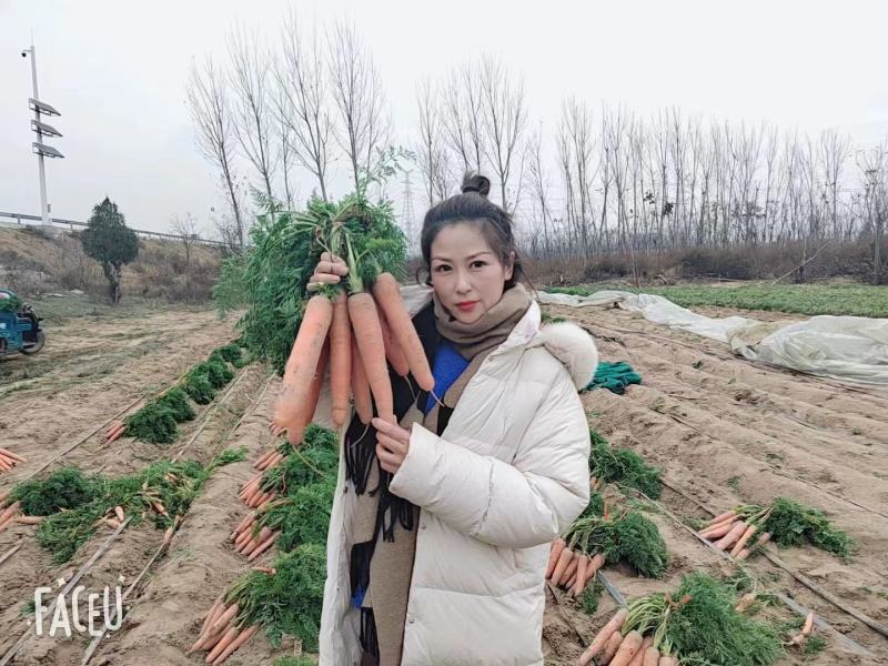 开封沙地胡萝卜可带土可水洗，货源充足，实力代办，全国发货
