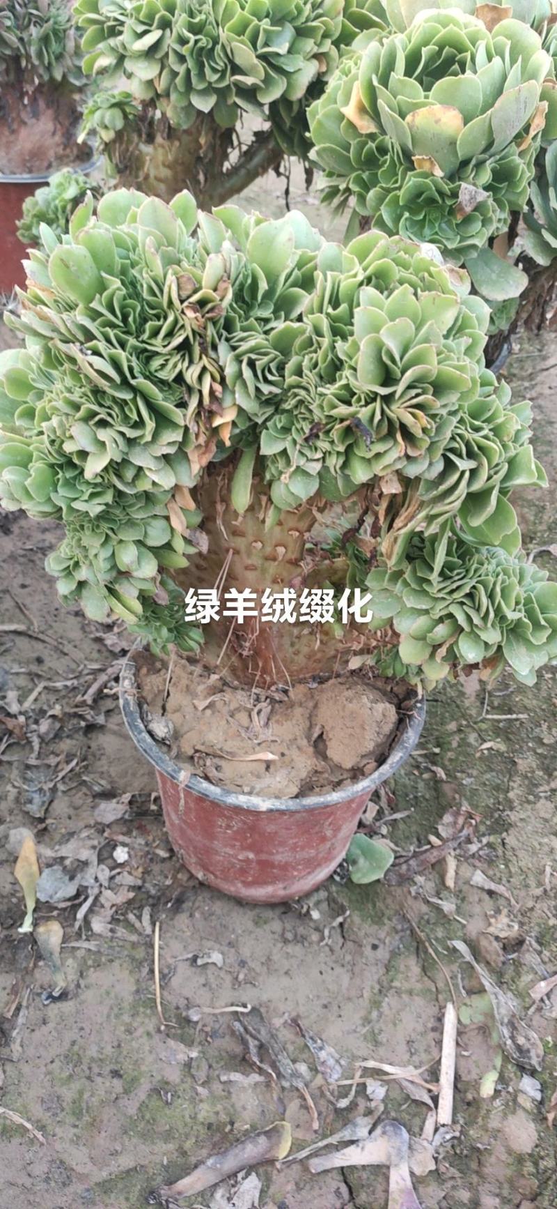 万圣节缀化，多肉植物法师精品基地批发，可混批。