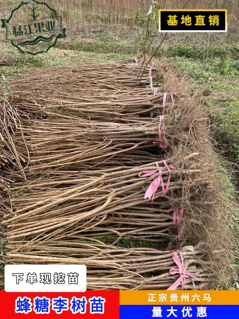贵州六马蜂糖李苗弄袍村原产地蜂糖李苗一代嫁接苗