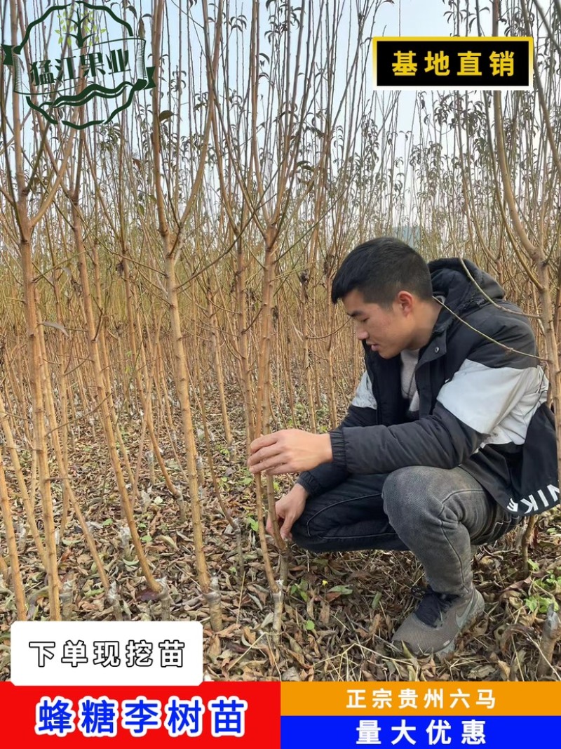 贵州六马蜂糖李苗弄袍村原产地蜂糖李苗一代嫁接苗