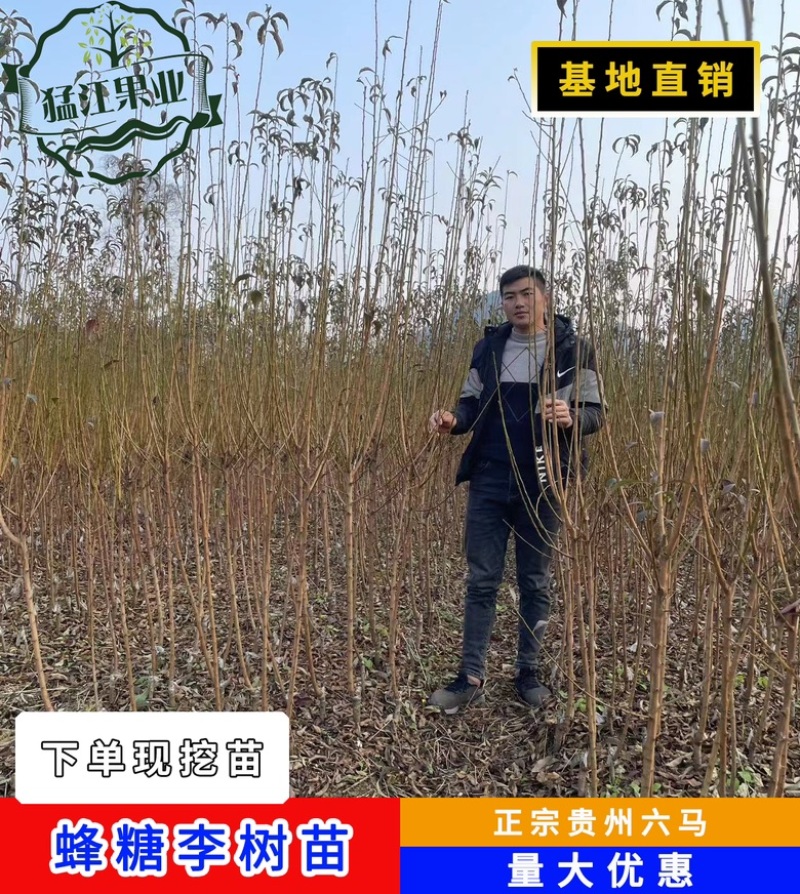 贵州六马蜂糖李苗弄袍村原产地蜂糖李苗一代嫁接苗