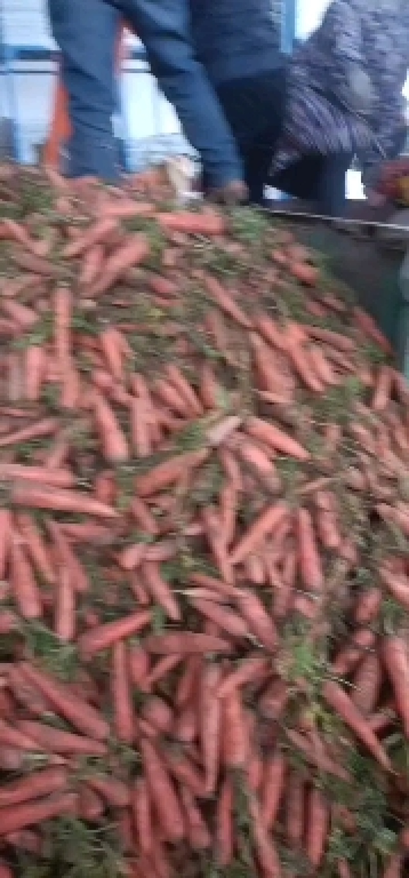 红萝卜渣大量有货，削头，水洗胡萝卜养殖厂加工厂大量供应