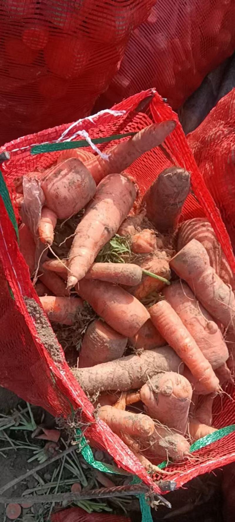 红萝卜渣大量有货，削头，水洗胡萝卜养殖厂加工厂大量供应
