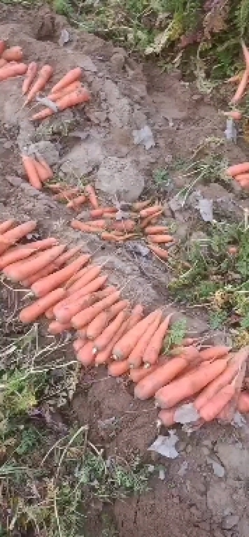 红萝卜渣大量有货，削头，水洗胡萝卜养殖厂加工厂大量供应