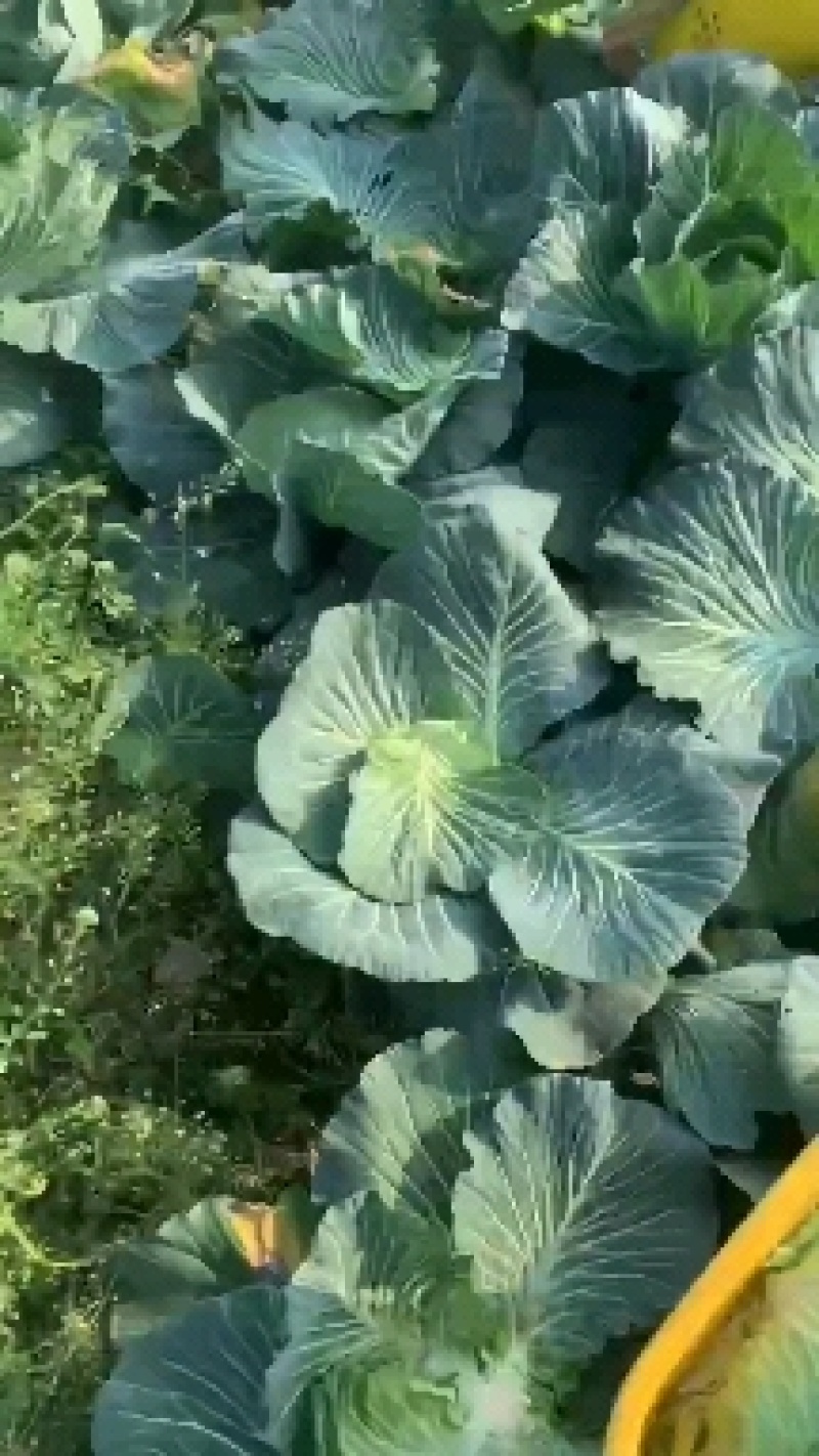 莲花白，扁包菜，基地大量出售1。量大，物美价廉，全国发货