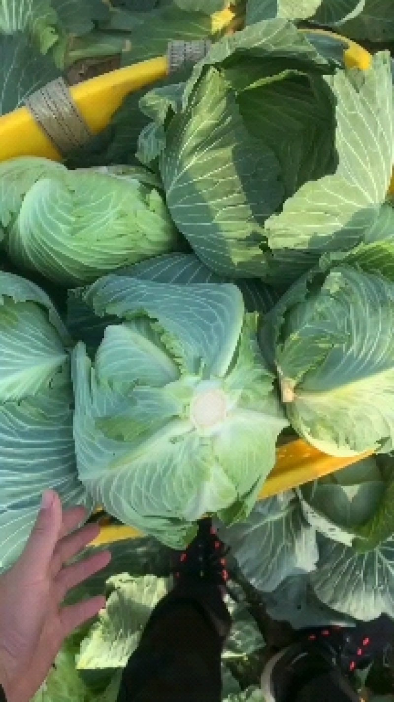 莲花白，扁包菜，基地大量出售1。量大，物美价廉，全国发货