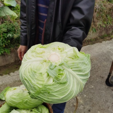 白菜包心菜，产地直销对接各大超市和市场