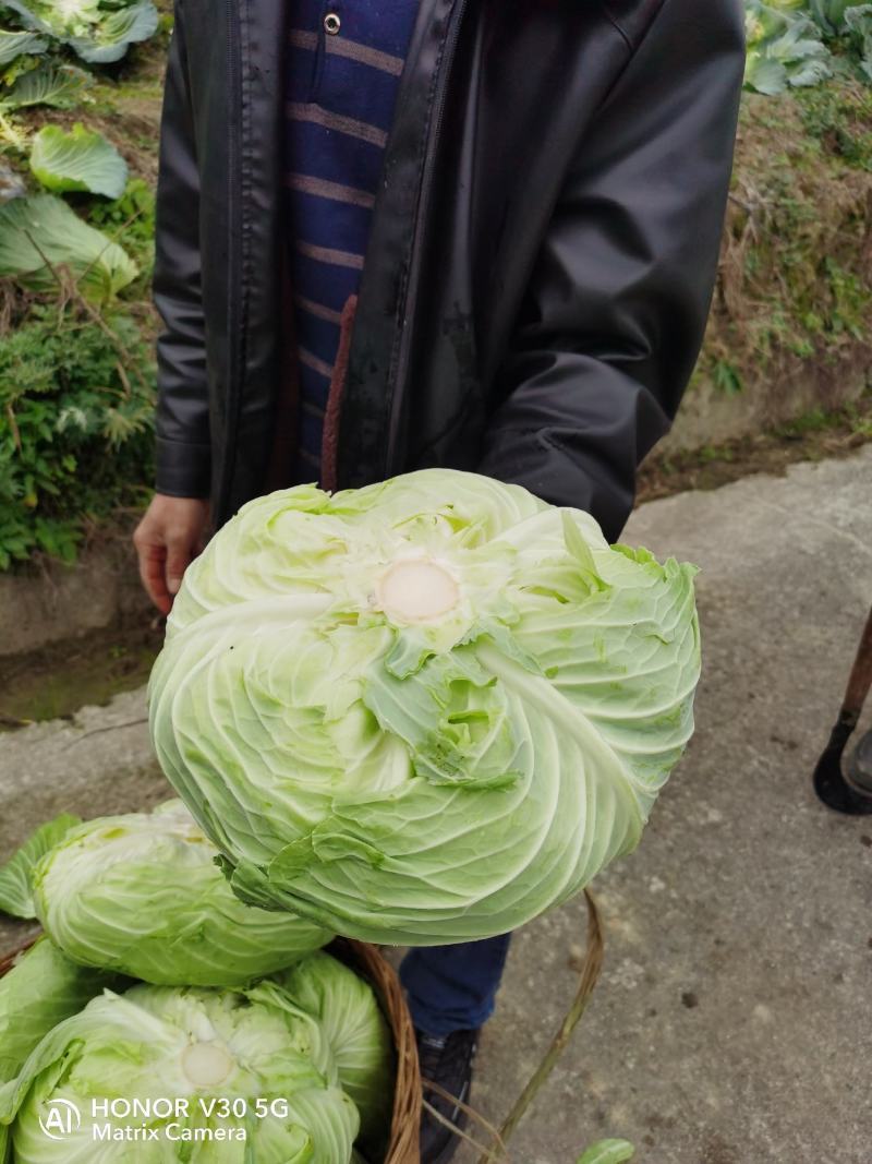 白菜包心菜，产地直销对接各大超市和市场