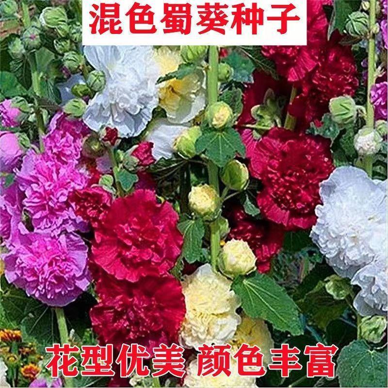 重瓣矮蜀葵种子秋季播宿根多年生花园盆栽四季易种花卉子花籽