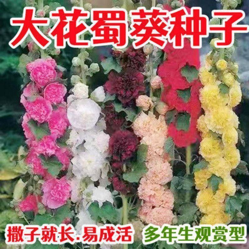 重瓣矮蜀葵种子秋季播宿根多年生花园盆栽四季易种花卉子花籽