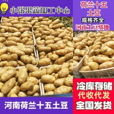 精品荷兰十五土豆河南开封土豆规格齐全承接商超代收代发