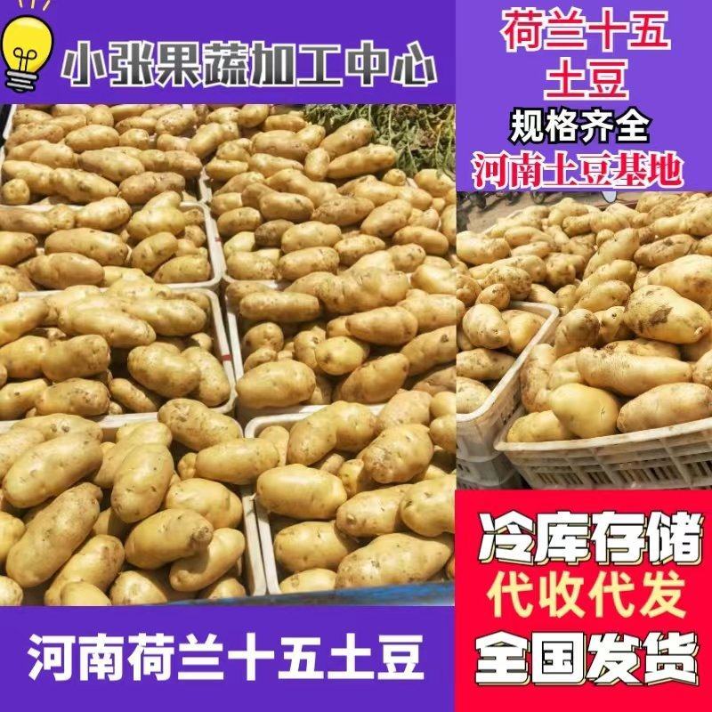 精品荷兰十五土豆河南开封土豆规格齐全承接商超代收代发