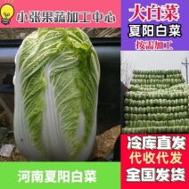 大白菜河南开封白菜夏阳白菜冷库存储代收代发代加工