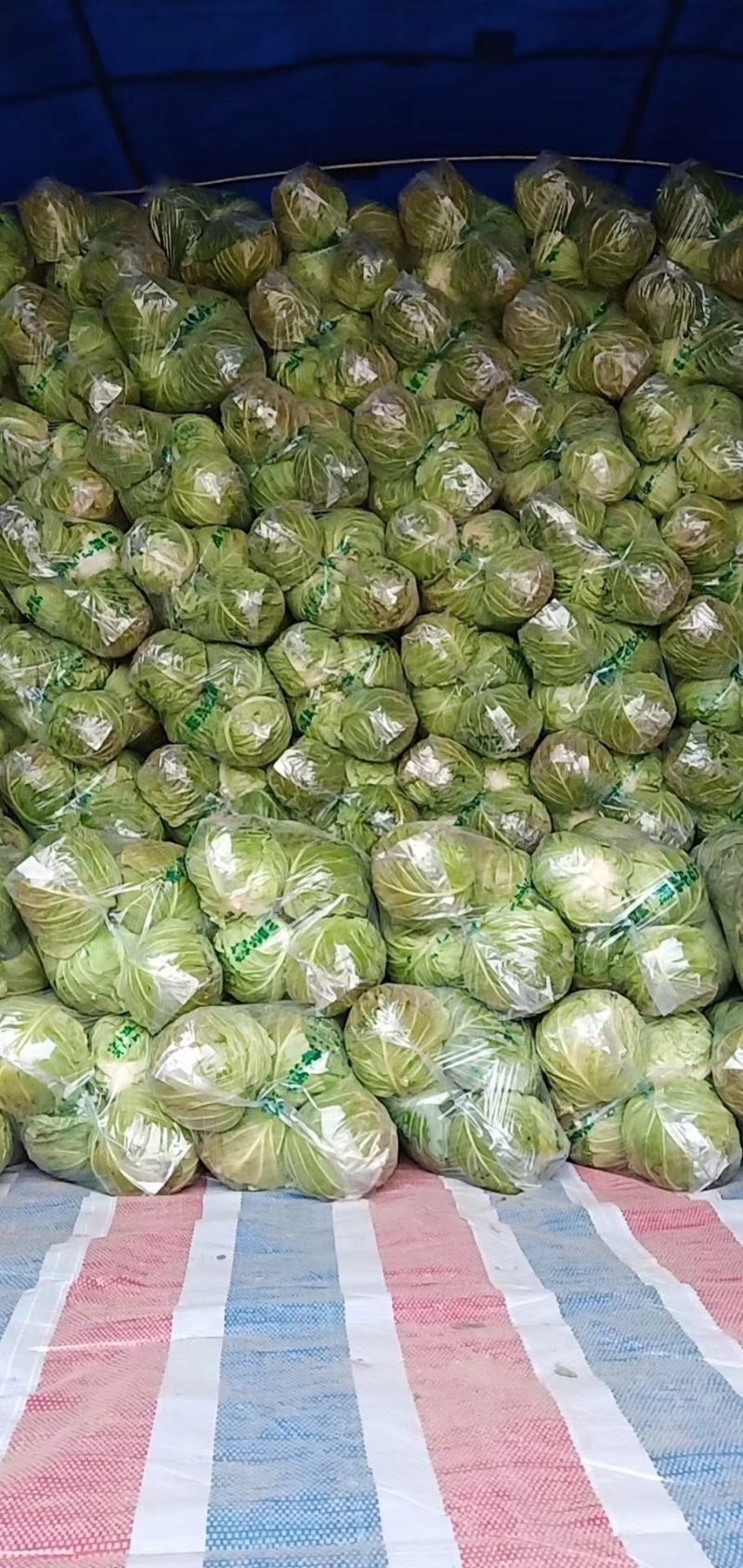 旺旺系列甘蓝大量上市，产地直销，量大从优