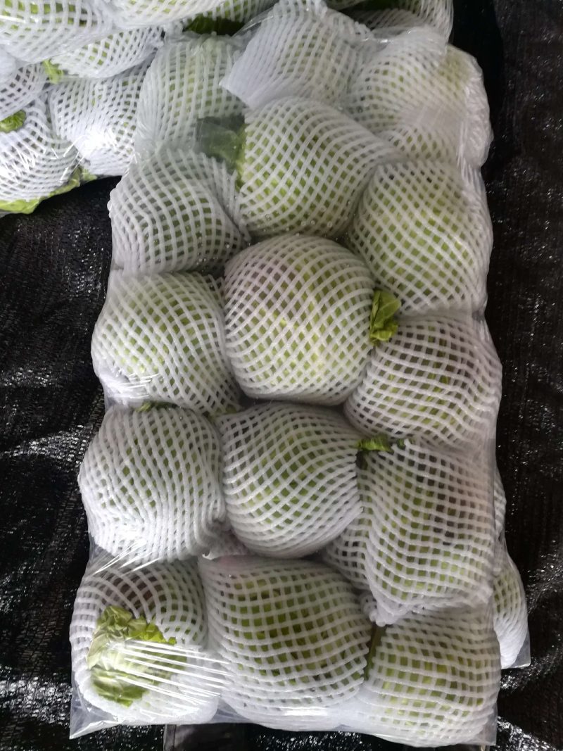旺旺系列甘蓝大量上市，产地直销，量大从优