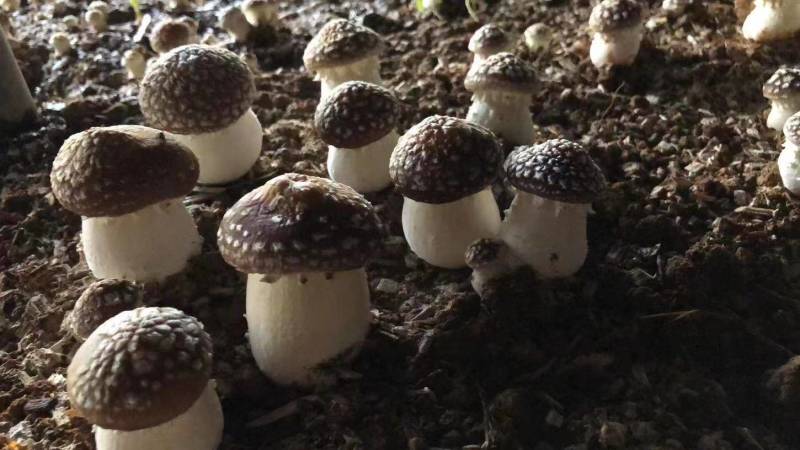 【技术指导】大球盖菌种猴头菇菌种量大从优全国发货欢迎来电