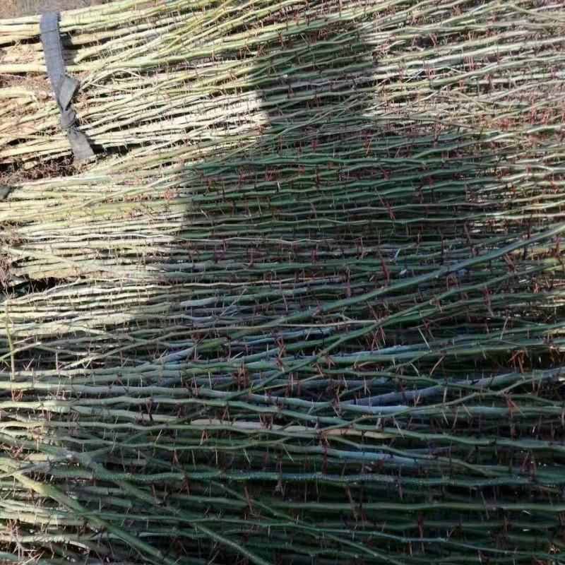 皂角苗药用皂角苗产地优质多刺皂角树苗价格