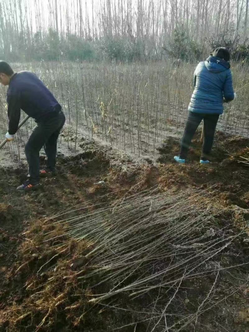 皂角苗药用皂角苗产地优质多刺皂角树苗价格