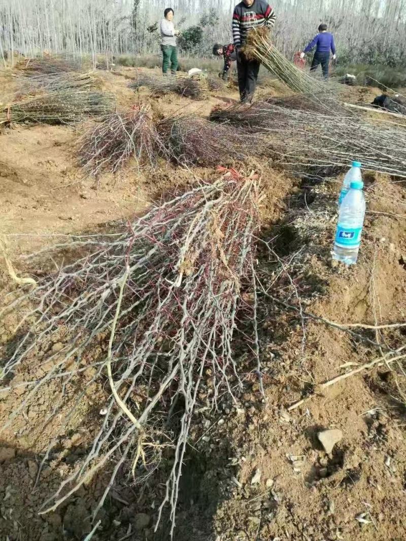皂角苗药用皂角苗产地优质多刺皂角树苗价格