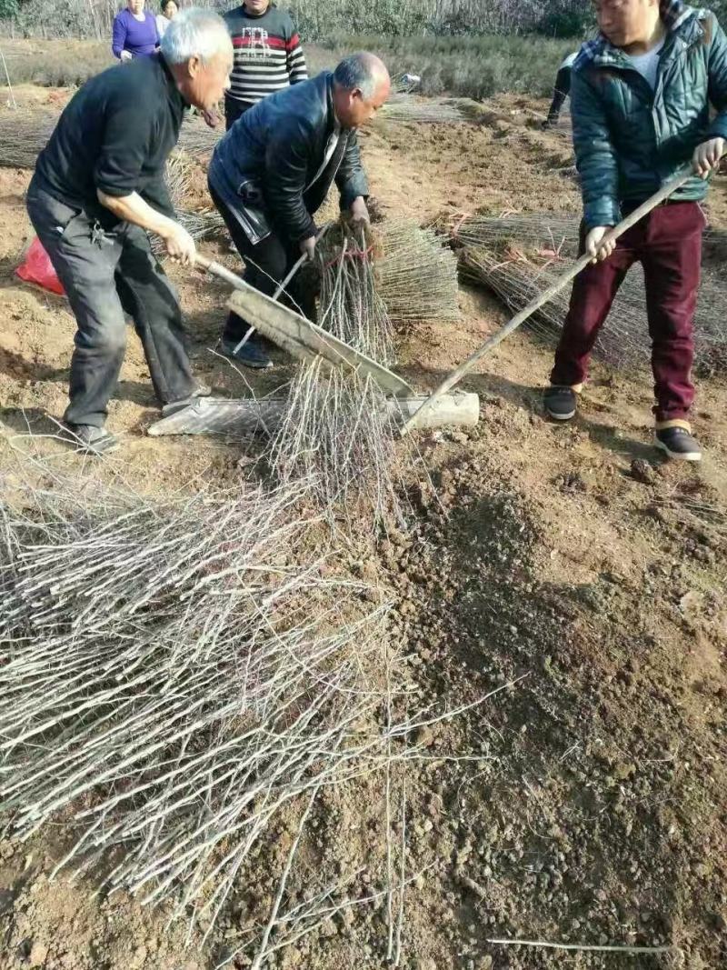 皂角苗药用皂角苗产地优质多刺皂角树苗价格