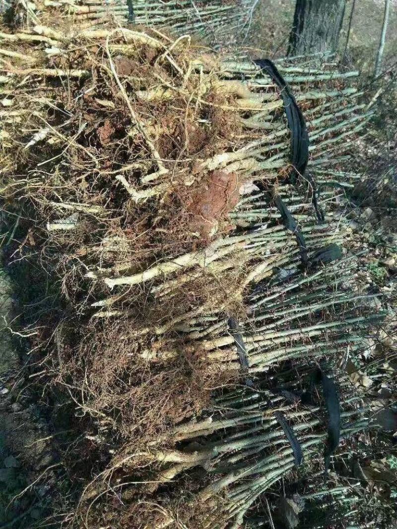 皂角苗药用皂角苗产地优质多刺皂角树苗价格