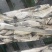 深海鳕鱼，明太鱼，去头去脏无头鳕鱼明太鱼