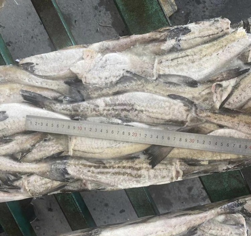深海鳕鱼，明太鱼，去头去脏无头鳕鱼明太鱼