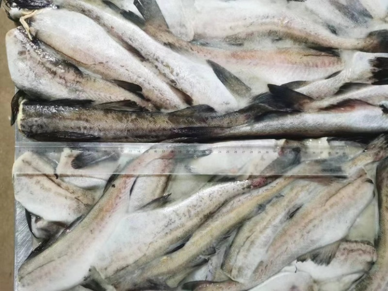 深海鳕鱼，明太鱼，去头去脏无头鳕鱼明太鱼
