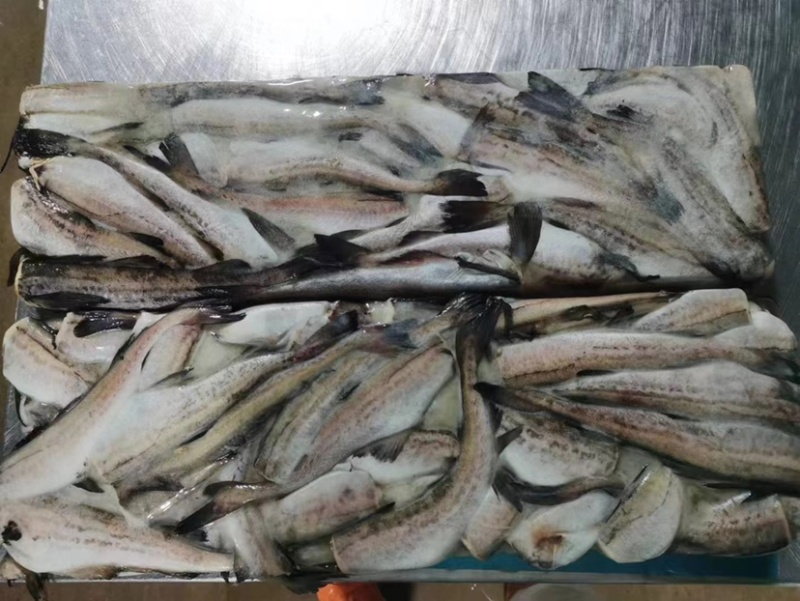 深海鳕鱼，明太鱼，去头去脏无头鳕鱼明太鱼