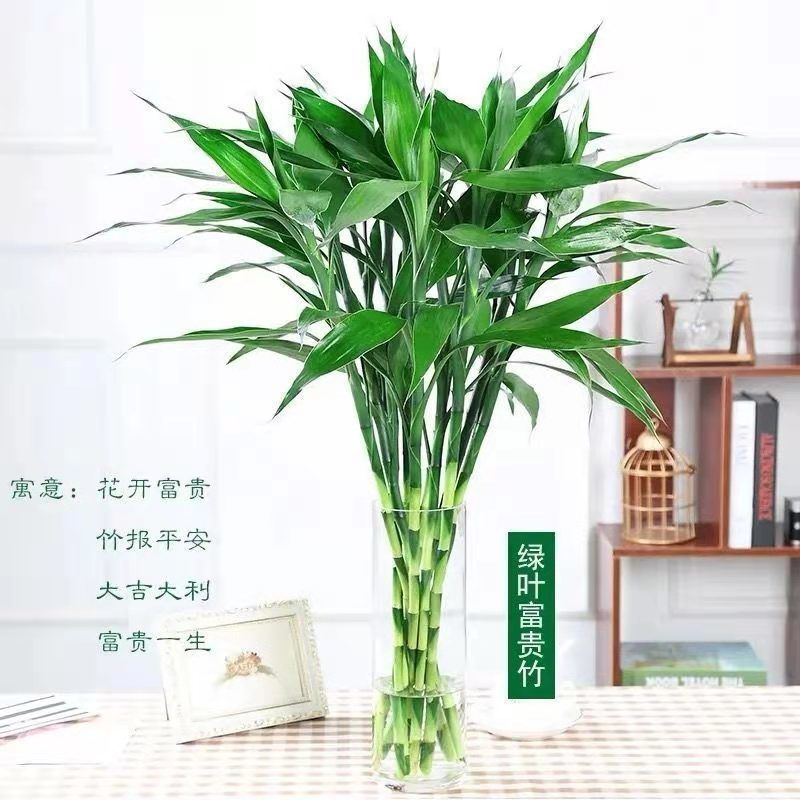 紫竹鸿运当头富贵竹大叶水养绿植室内客厅净化空气紫竹