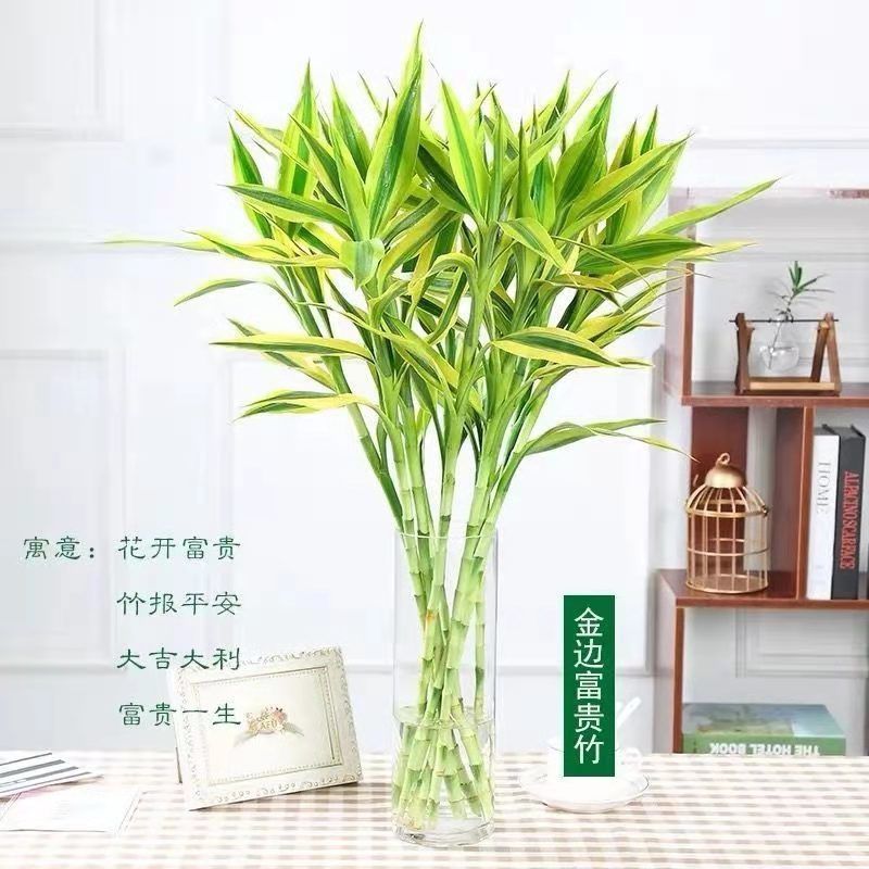 紫竹鸿运当头富贵竹大叶水养绿植室内客厅净化空气紫竹