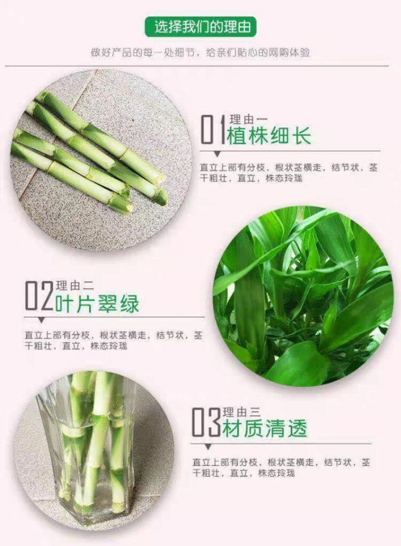 紫竹鸿运当头富贵竹大叶水养绿植室内客厅净化空气紫竹