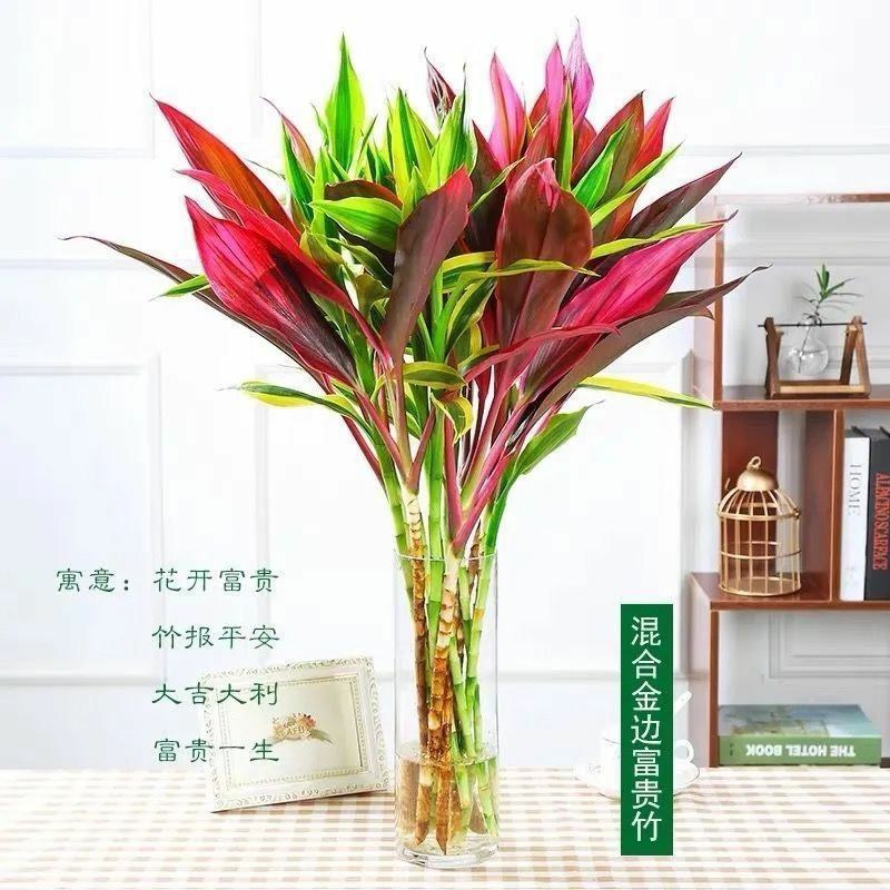 紫竹鸿运当头富贵竹大叶水养绿植室内客厅净化空气紫竹