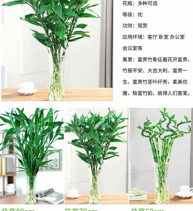 紫竹鸿运当头富贵竹大叶水养绿植室内客厅净化空气紫竹