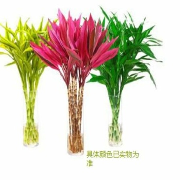 紫竹鸿运当头富贵竹大叶水养绿植室内客厅净化空气紫竹