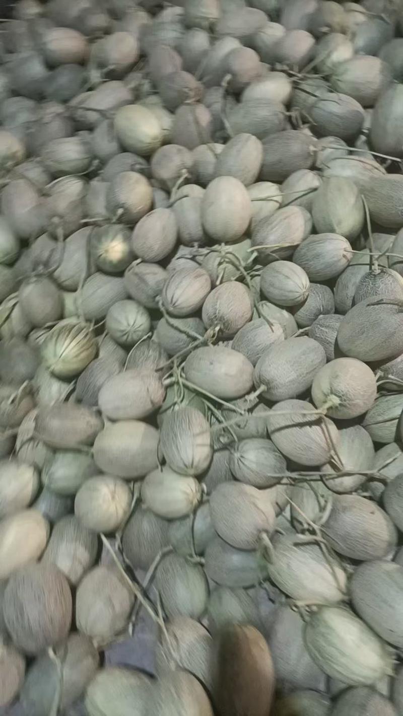 海南哈密瓜，晓蜜25，产地直供，个头均匀甜度高，代发全国