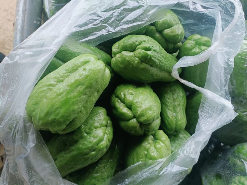 河口（越南.绿皮:)佛手瓜