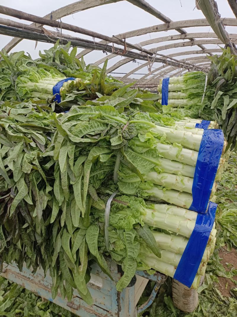 精品红莴笋十一月十号上市产地直供质量上乘规格齐全