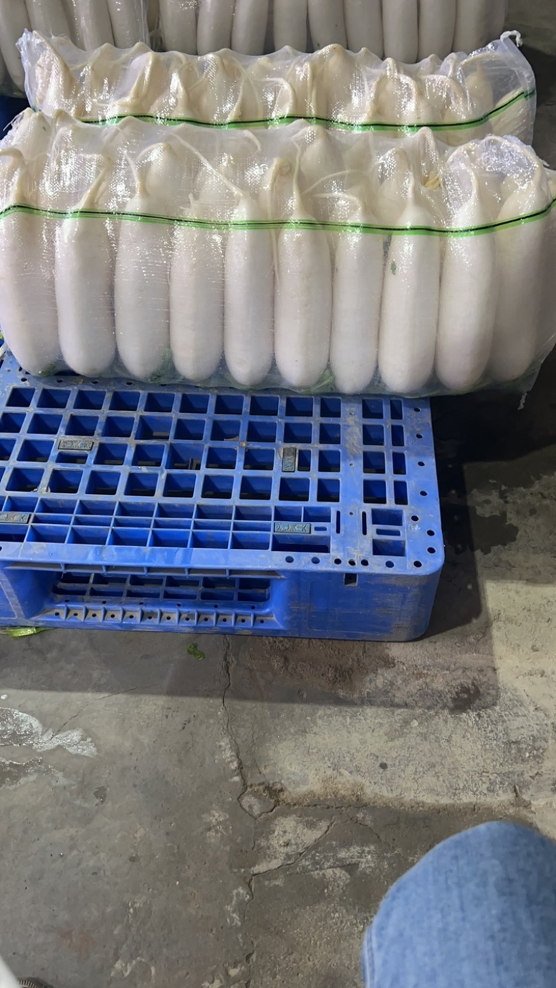 精品四排白萝卜