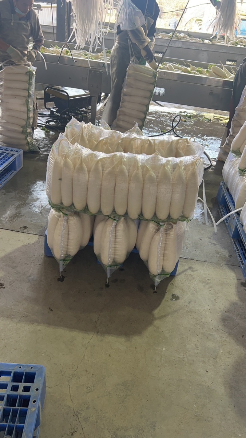 精品四排白萝卜