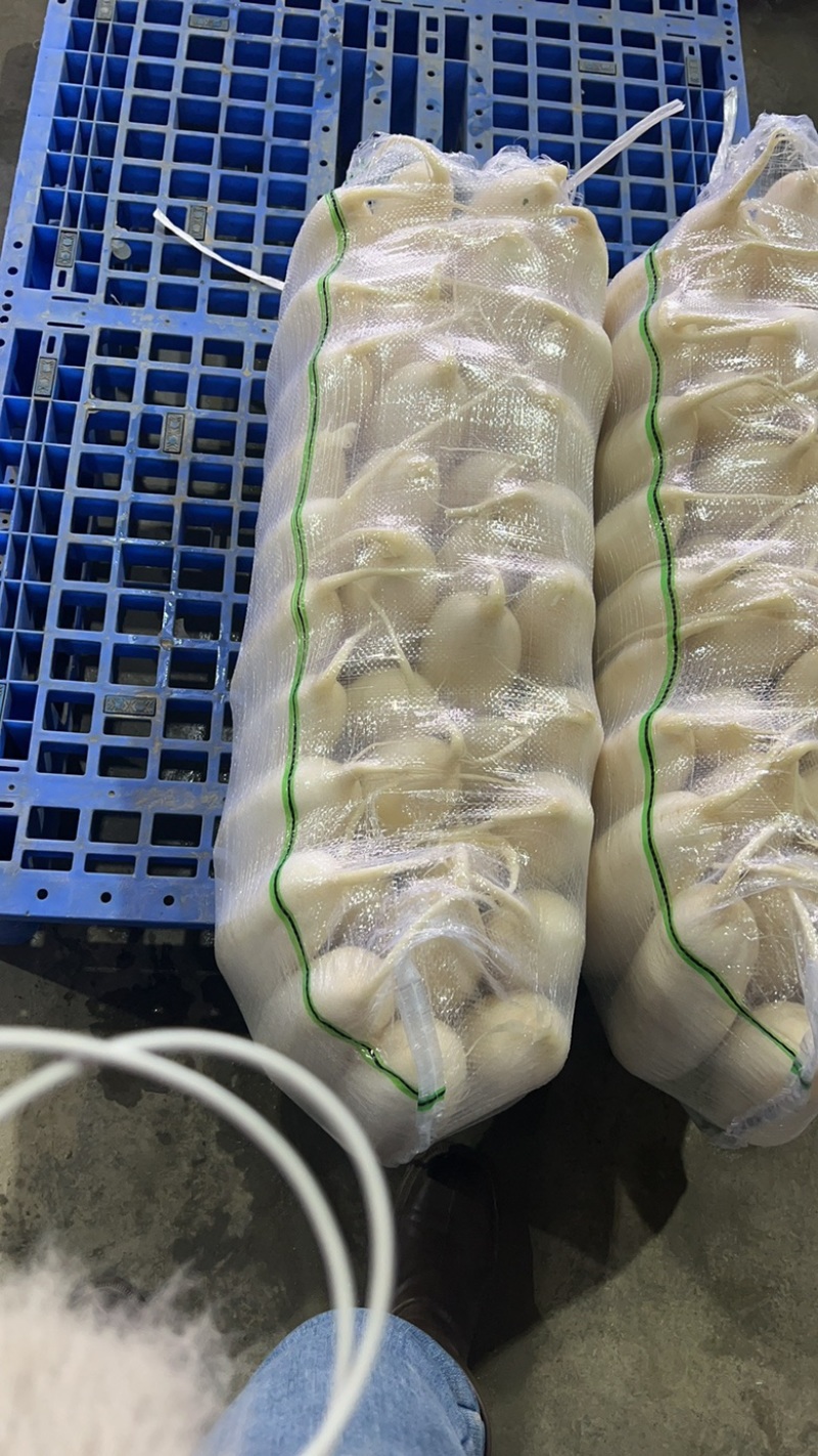 精品四排白萝卜