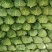 邯郸蔬菜大量上市品种多价格低，欢迎来电咨询