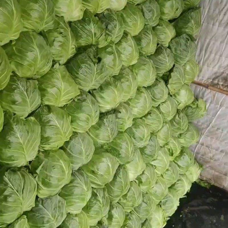 山东临沂精品甘蓝，基地发货，诚信经营，保质保量，价格美丽