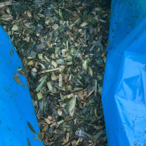 广东推选，广东玉米杆，饲料原料，支持全国发货，欢迎大家，