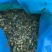 广东推选，广东玉米杆，饲料原料，支持全国发货，欢迎大家，